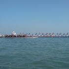 Lange Boote bei der Vogalonga